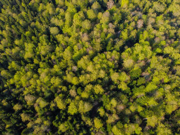 Snimak dronom na zelenu šumu u proljeće. Drveće koje raste u prirodi, pogled odozgo.