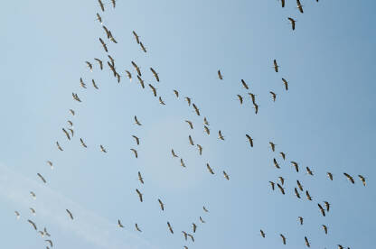 Jato ždralova leti na jug. Ptice selice.