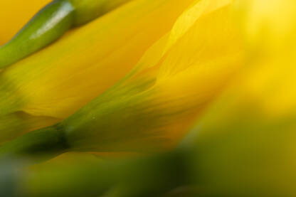 Žuti cvjetovi izbliza, close up, sa lijepim zelenim stabljikama i teksturom listova.