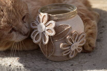 Mačka leži pored vaze ukrašene konopcem.