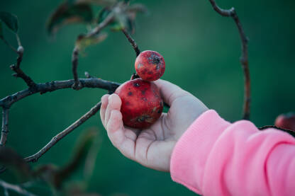 Domaća crnena jabuka u ranu jesen, u dječijoj ruci.