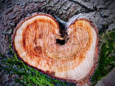 Stablo u obliku srca
