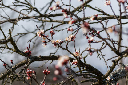Grana kajsije u cvatu u proljeće, sezona cvjetanja