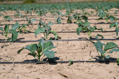 Kupus u polju. Zeleni i svježi listovi kupusa koji raste na navodnjavanom polju, snimak dronom. Organski kupus spreman za berbu.