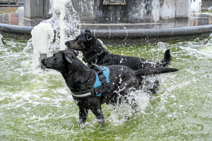 Psi se igraju u vodi. Crni psi se zabavljaju u fontani.