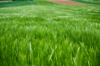 Pšenično polje. Zelena polja u proljeće. Žitarice.