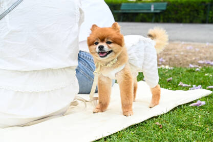 Slatki smeđi pas sa vlasnikom u parku.