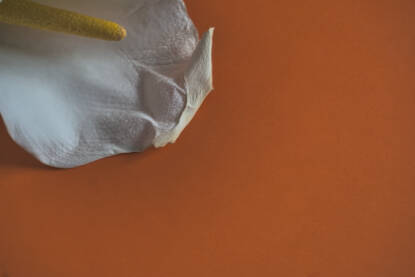 Cvijet kale na narandzastoj pozadini