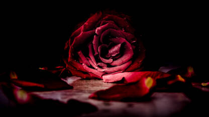 Ruža na stolu sa laticama