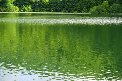 Odraz zelene šume na vodi. Planinsko jezero.