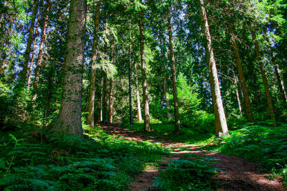 Šumska prostranstva i šumski put