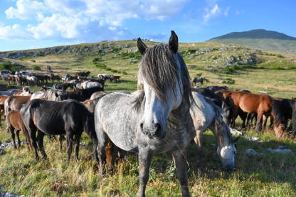 Grupa divljih konja u prirodi. Krdo konja kod Livna, Bosna i Hercegovina.