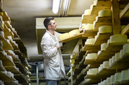 Radnik postavlja sir na police u sirani. Proizvodnja sira. Livanjski sir.