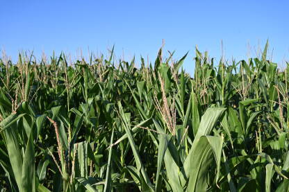 Polje kukuruza. Polje kukuruza u sunčanom ljetnom danu. Zeleno polje kukuruza. Poljoprivreda.