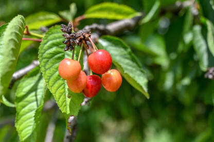 Mlade i poluzrele trešnje. Plodovi trešnje na drvetu u voćnjaku. Voćarstvo.