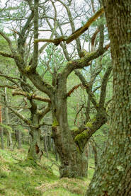 Stabla starih hrastova na prelijepoj planinarskoj stazi ka vrhu Tvrtkovac kod Zenice