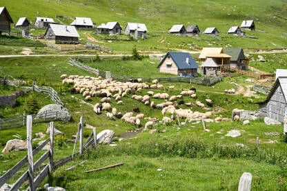 Stado ovaca između kuća i koliba u selu. Grupa ovaca pase travu na planini. Stočarstvo.