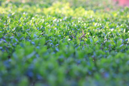 Živa ograda. Urbano rastinje. Krupni plan gradske žive ograde u proljeće.