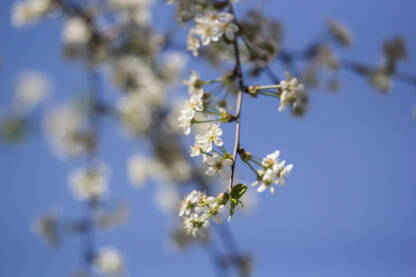 Behar - proljetno cvjetanje drveća.