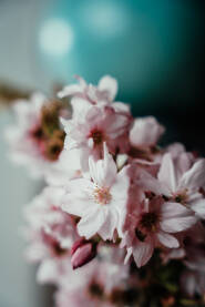Buket cvijeta trešnje