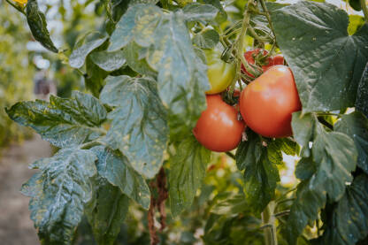 Plod paradajza u vrtu