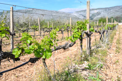 Mlado zeleno lišće na vinovoj lozi u vinogradu. Krupni plan listova vinove loze u proljeće. Čokoti vinove loze u nizu.