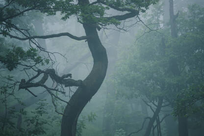 Šuma i magla, stablo hrasta neobično iskrivljenog, antropomorfnog oblika