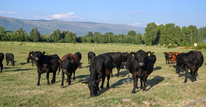 Krave pasu travu na polju. Farma. Crne krave pasu na livadi. Krave na pašnjaku. Aberdeen Angusa.