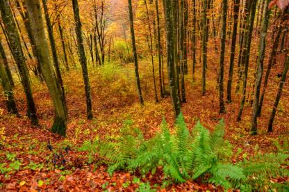 Boje jeseni. Šuma u jesen. Lišće. Narančasto i žuto lišće na drveću i tlu.