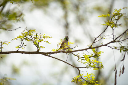 Vrabac na grani sa skakavcem u kljunu