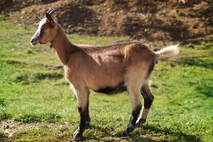 Smeđe jare sa rogovima na livadi.