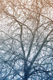 Drveće u zimskom periodu u magli.