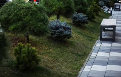 Plavo i zeleno drvce u travi pored staze za setanje i klupe u parku
