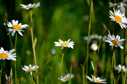 Margareta (Bijela rada) cvjeta na livadi po sunčanom ljetnom danu