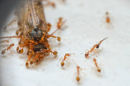 Teambuliding na mravlji način