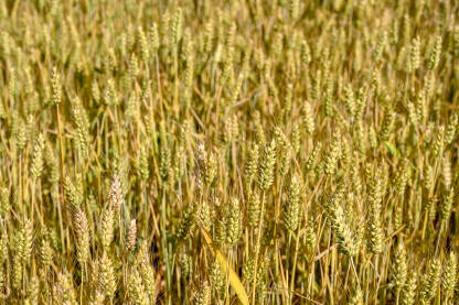 Zlatna pšenica raste na polju ljeti. Žuto zrelo klasje pšenice spremno za žetvu. Žitarice.