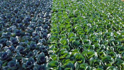 Plavi i zeleni kupus u polju, snimak dronom. Kupus raste na navodnjavanom polju ljeti.