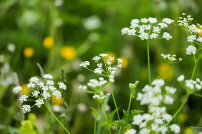 Bijeli sitni cvjetovi u travi
