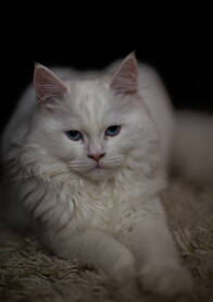 Bijela kućna mačka