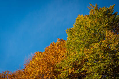 Jesenja šuma s lišćem koje mijenja boju