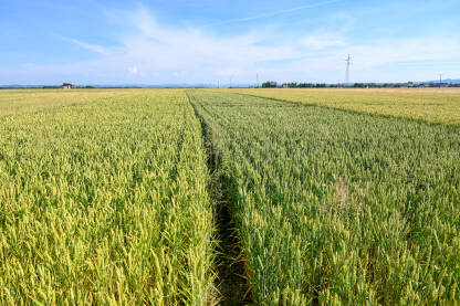 Polje pšenice. Žitarice.  Poljoprivreda.