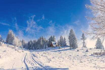 Snijegom i injem prekriveno drveće. Plavo nebo kao pozadina