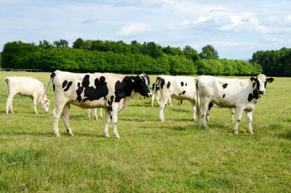 Krave i telad na ispaši u polju. Farma krava. Poljoprivreda.