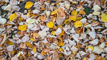 Boje jeseni. Otpalo suho lišće na tlu u šumi u jesen.