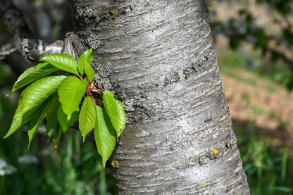 Kora i list. Drvo višnje u voćnjaku u proljeće.