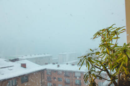 Zeleni cvijet na balkonu dok snijeg pada napolju u toku zime. Tmurno, maglovito sniježno vrijeme.