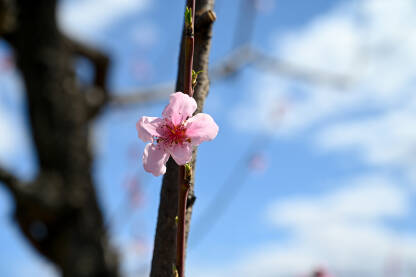 Ružičasto cvijeće breskve u voćnjaku. Drvo cvjeta u proljeće. Grana sa cvjetovima na suncu. Procvjetalo drvo u vrtu.