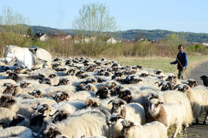Čoban sa ovcama koje su na ispaši. Stado ovaca u selu. Stočarstvo i Poljoprivreda.