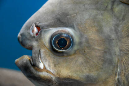 Krupni plan ribljeg oka. Egzotične ribe plivaju u vodi. Riba u moru. Tambaqui ili Pacu pirana. Colossoma macropomum.