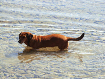 Pas jazavičar u vodi